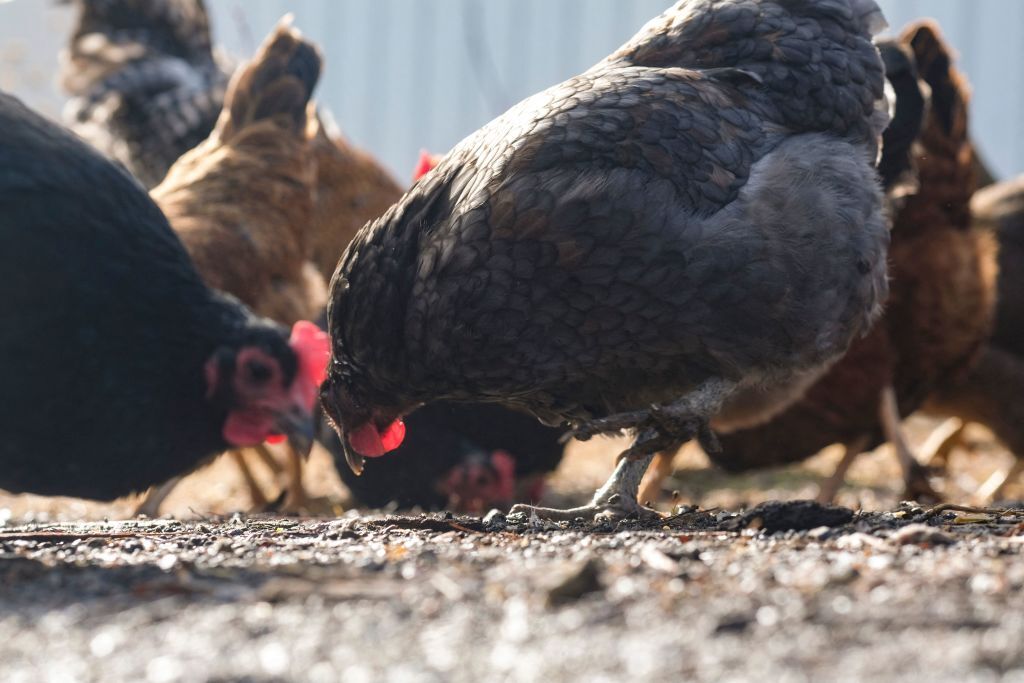 Some 3.5 million chickens, turkeys and ducks have had to be destroyed because of bird flu outbreaks in the last 30 days.